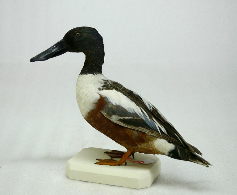 animal naturalisé : oiseau : Canard souchet