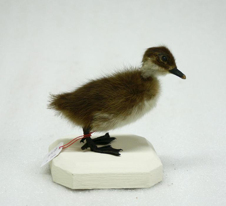 animal naturalisé : oiseau : Harelde de Miquelon