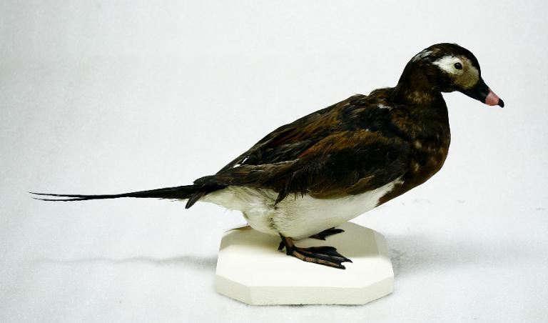 animal naturalisé : oiseau : Harelde de Miquelon