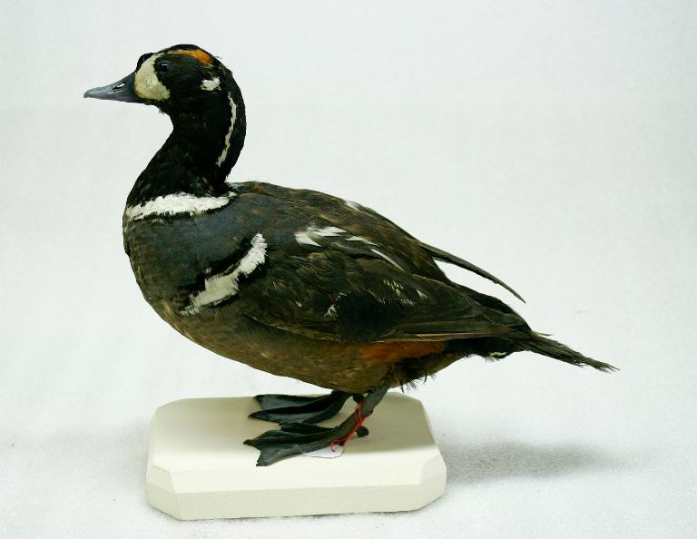 animal naturalisé : oiseau : Arlequin plongeur