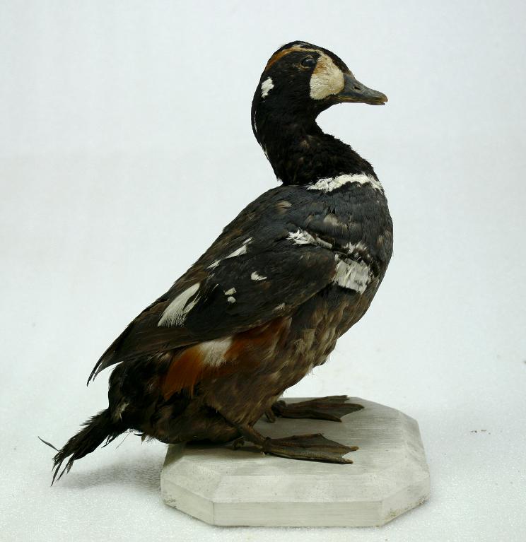 animal naturalisé : oiseau : Arlequin plongeur