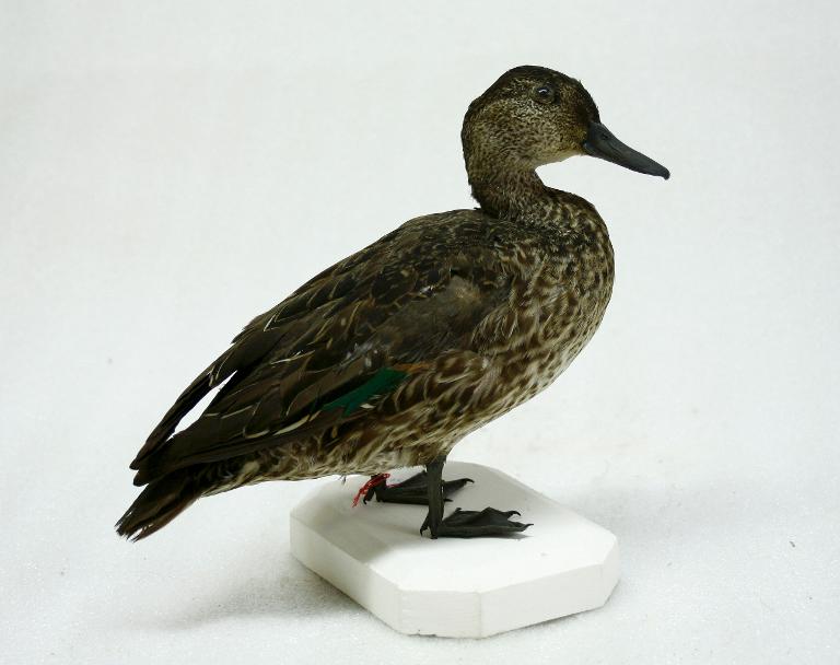 animal naturalisé : oiseau : Sarcelle d'hiver