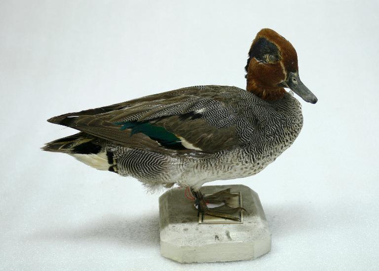 animal naturalisé : oiseau : Sarcelle d'hiver