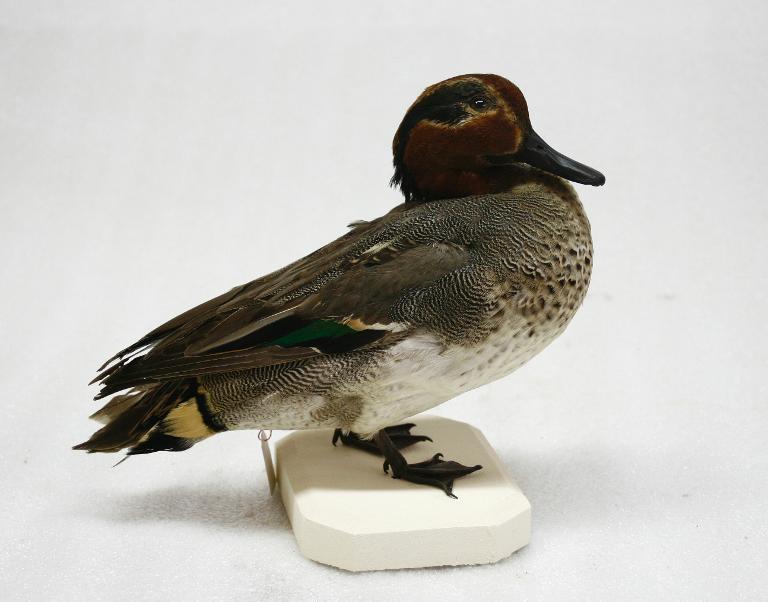 animal naturalisé : oiseau : Sarcelle d'hiver