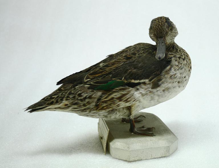 animal naturalisé : oiseau : Sarcelle d'hiver