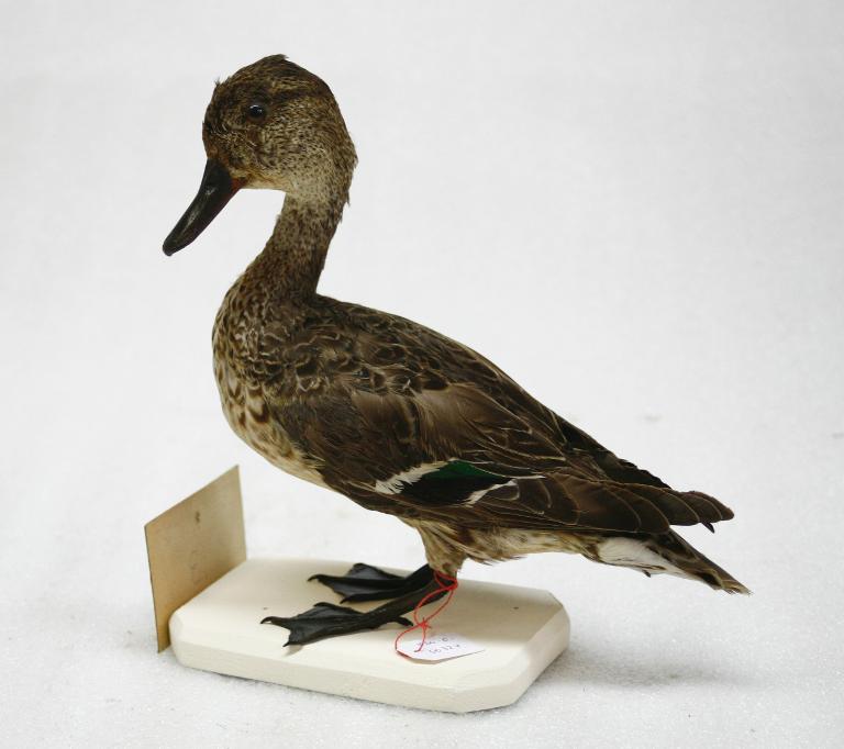 animal naturalisé : oiseau : Sarcelle d'hiver