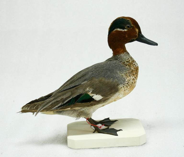 animal naturalisé : oiseau : Sarcelle d'hiver