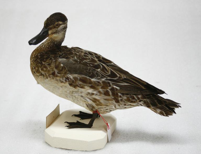 animal naturalisé : oiseau : Sarcelle d'été