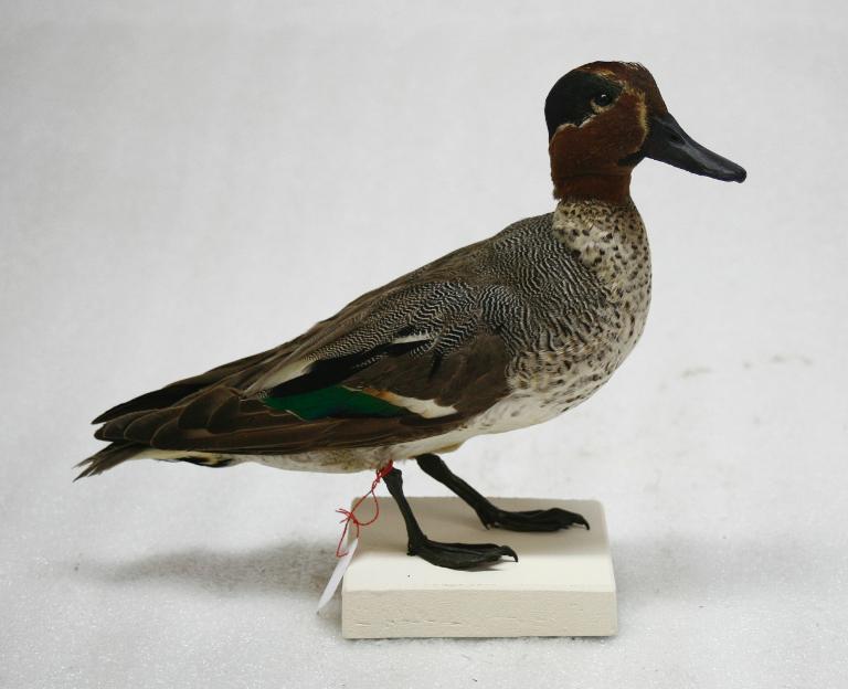 animal naturalisé : oiseau : Sarcelle d'hiver