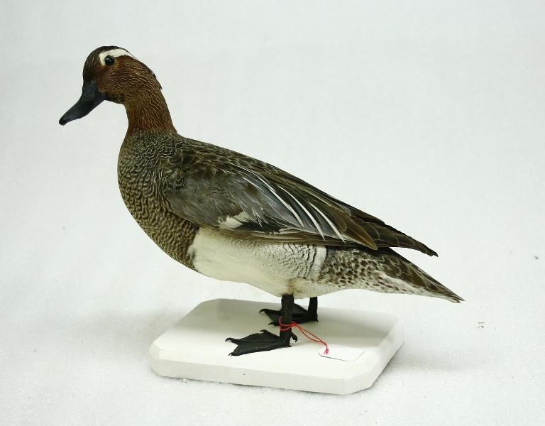 animal naturalisé : oiseau : Sarcelle d'été