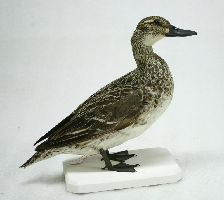 animal naturalisé : oiseau : Sarcelle d'été