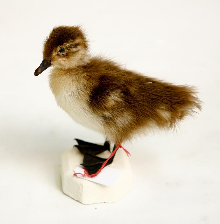 animal naturalisé : oiseau : Canard mandarin