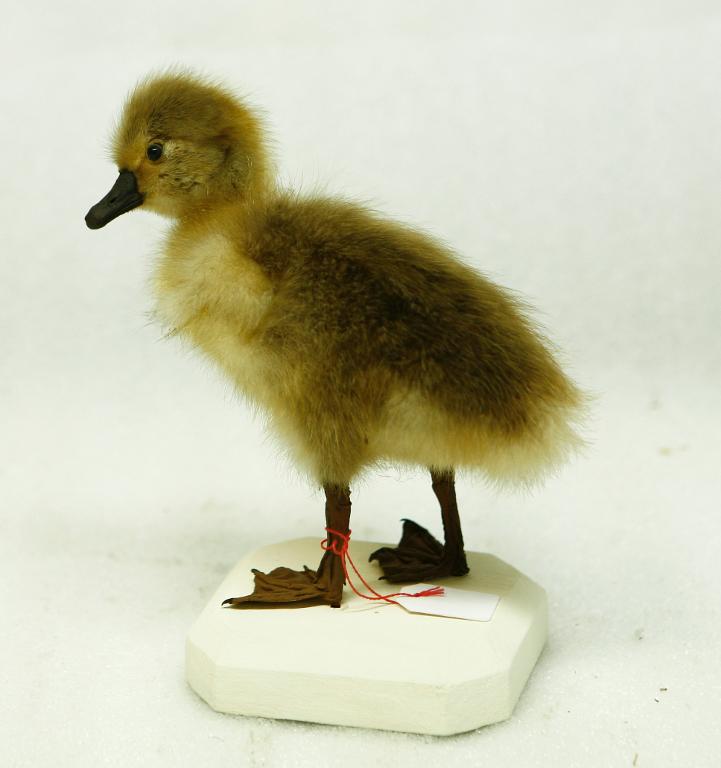 animal naturalisé : oiseau : Oie cendrée, variété de Toulouse ?