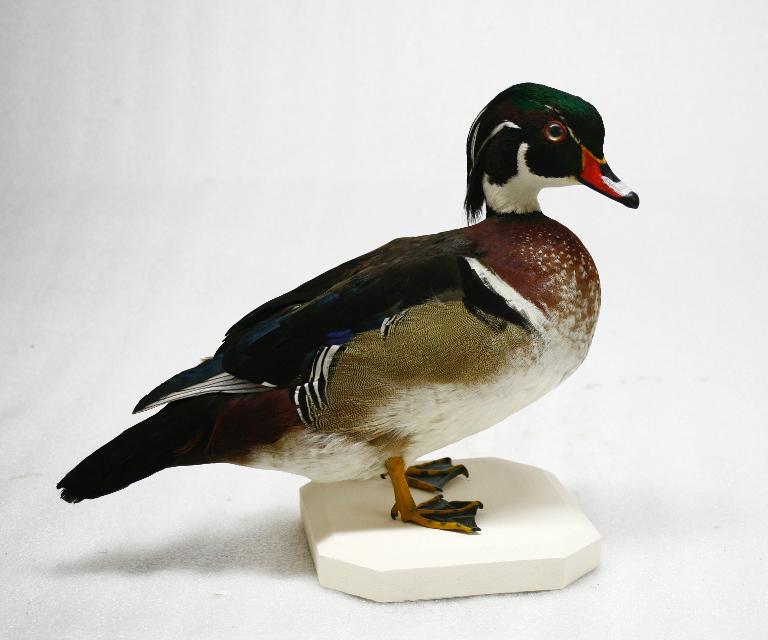 animal naturalisé : oiseau : Canard carolin