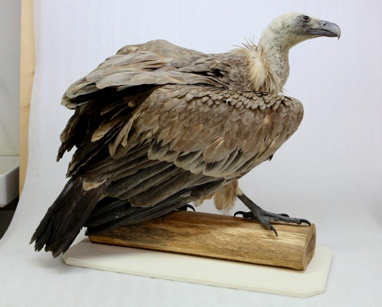 animal naturalisé : oiseau : Vautour fauve
