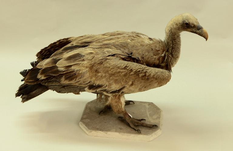 animal naturalisé : oiseau : Vautour fauve