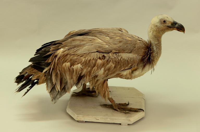 animal naturalisé : oiseau : Vautour fauve