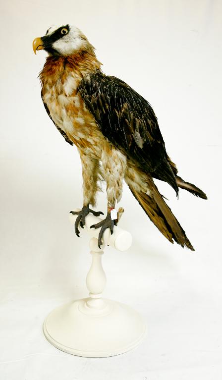 animal naturalisé : oiseau : Gypaète barbu