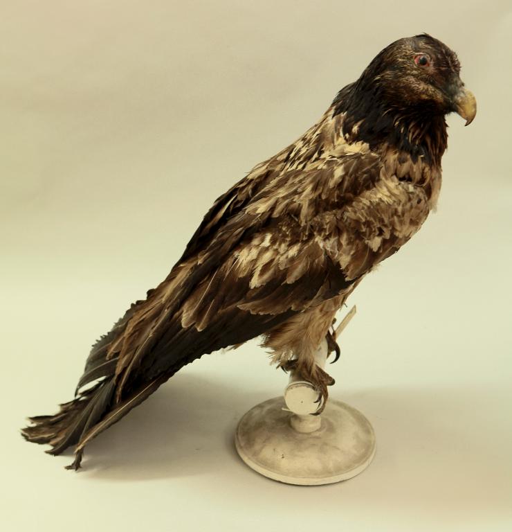 animal naturalisé : oiseau : Gypaète barbu