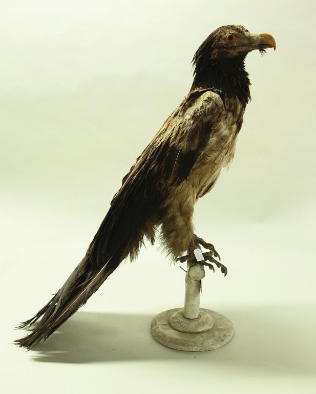animal naturalisé : oiseau : Gypaète barbu