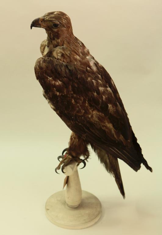 animal naturalisé : oiseau : Aigle royal