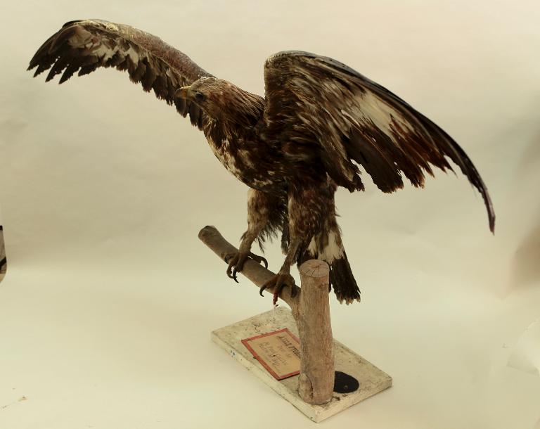 animal naturalisé : oiseau : Aigle royal