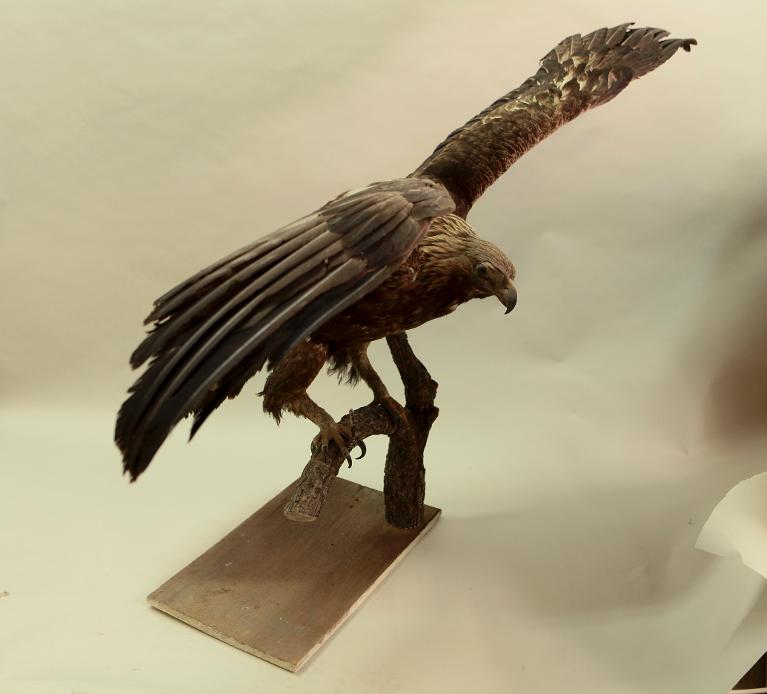 animal naturalisé : oiseau : Aigle royal