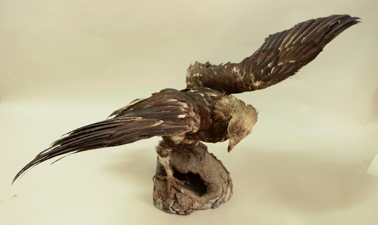 animal naturalisé : oiseau : Aigle royal