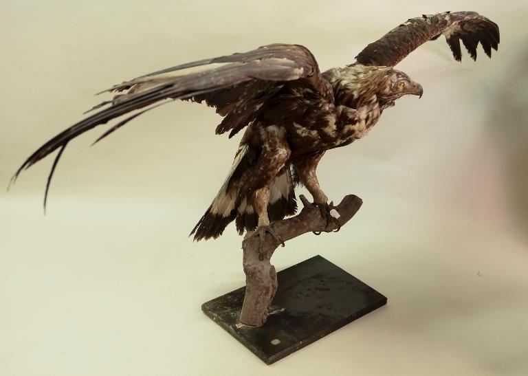 animal naturalisé : oiseau : Aigle royal