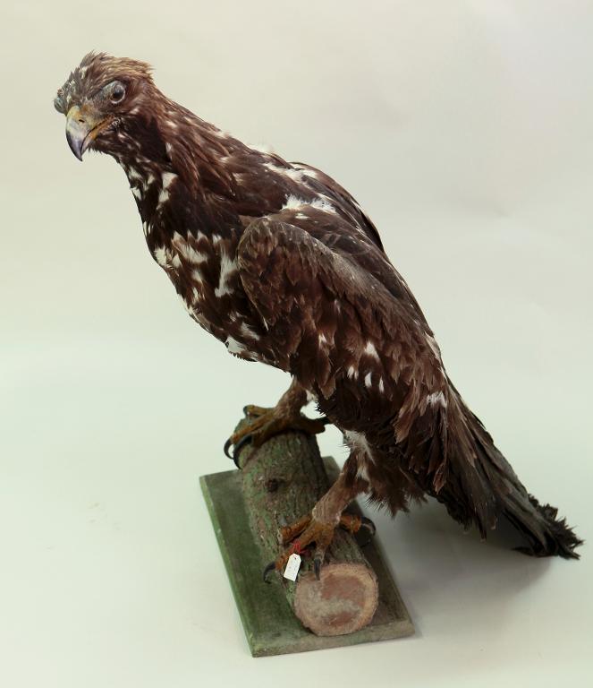 animal naturalisé : oiseau : Aigle royal