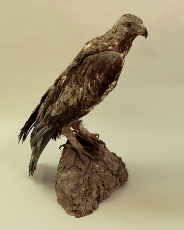 animal naturalisé : oiseau : Aigle royal