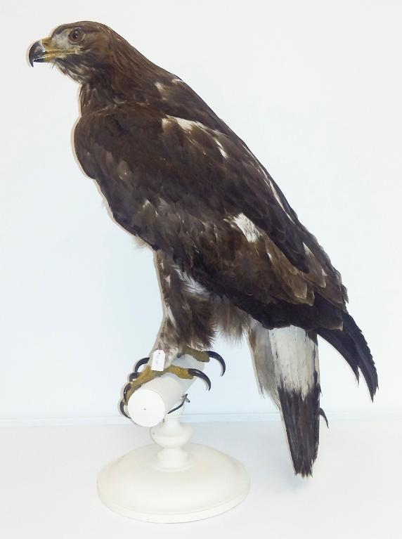 animal naturalisé : oiseau : Aigle royal