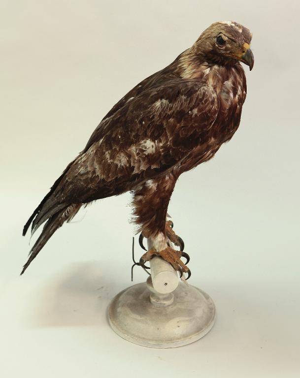 animal naturalisé : oiseau : Aigle royal