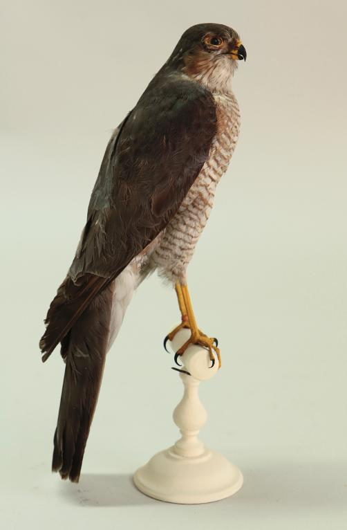 animal naturalisé : oiseau : Epervier d'Europe