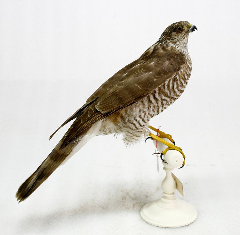 animal naturalisé : oiseau : Epervier d'Europe