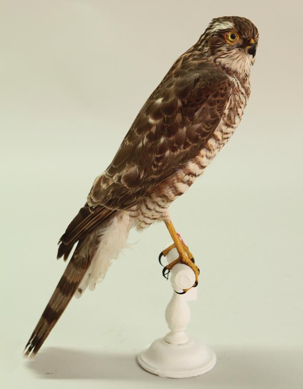 animal naturalisé : oiseau : Epervier d'Europe