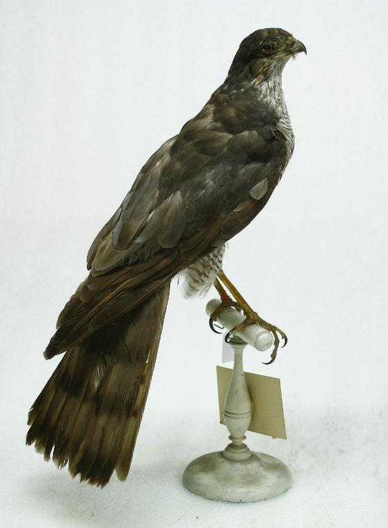 animal naturalisé : oiseau : Epervier d'Europe