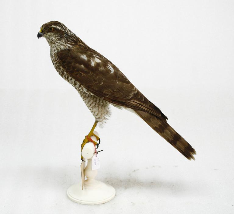 animal naturalisé : oiseau : Epervier d'Europe