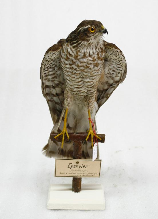 animal naturalisé : oiseau : Epervier d'Europe