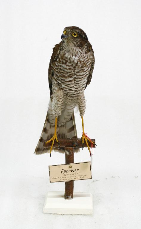 animal naturalisé : oiseau : Epervier d'Europe