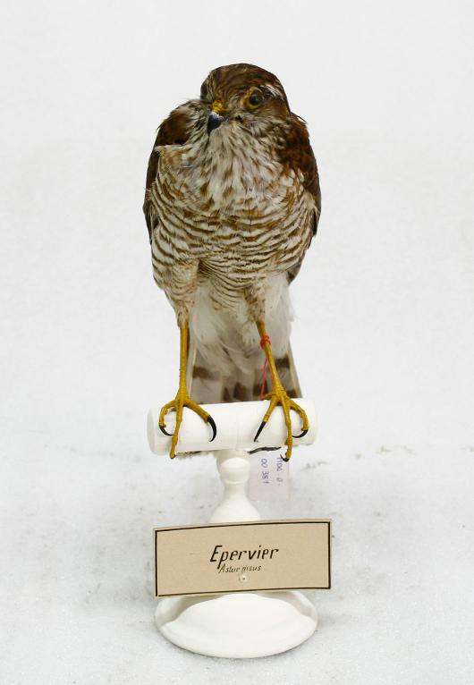 animal naturalisé : oiseau : Epervier d'Europe