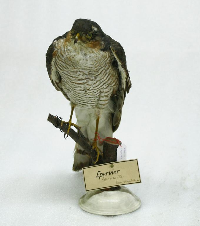 animal naturalisé : oiseau : Epervier d'Europe