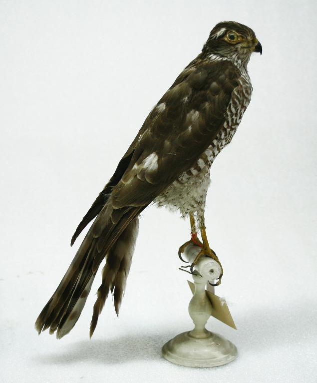 animal naturalisé : oiseau : Epervier d'Europe