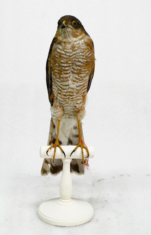animal naturalisé : oiseau : Epervier d'Europe