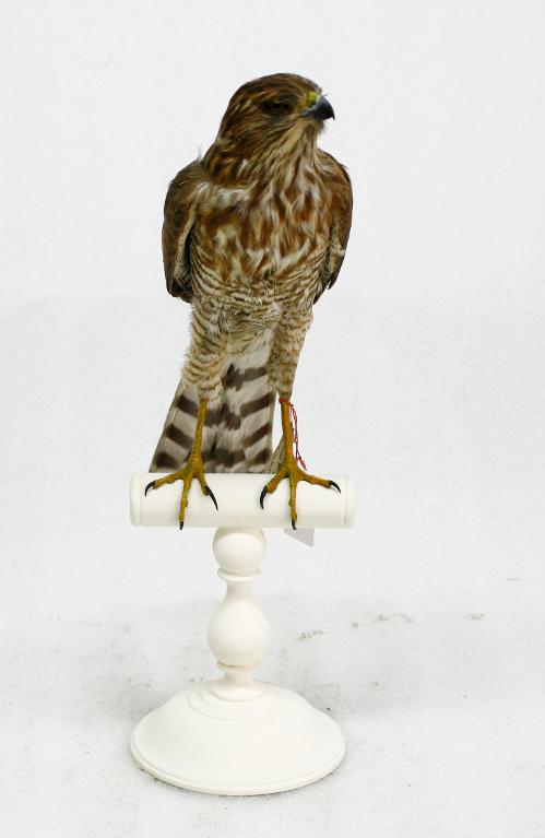 animal naturalisé : oiseau : Autour gabar