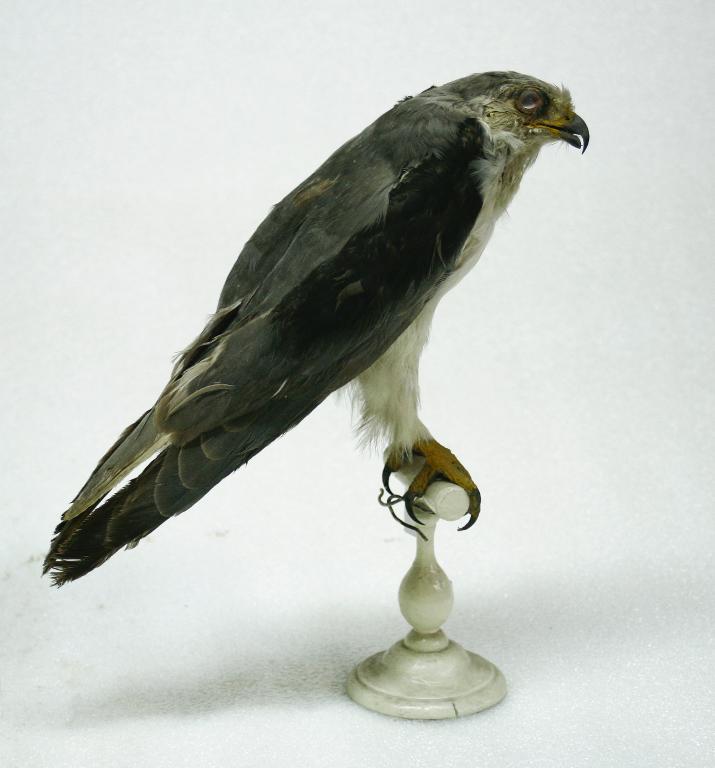 animal naturalisé : oiseau : Elanion blanc