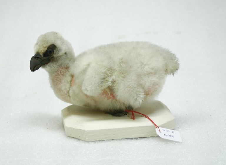 animal naturalisé : oiseau : Vautour fauve