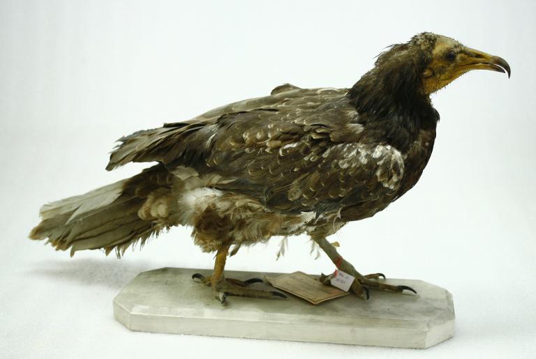 animal naturalisé : oiseau : Vautour percnoptère