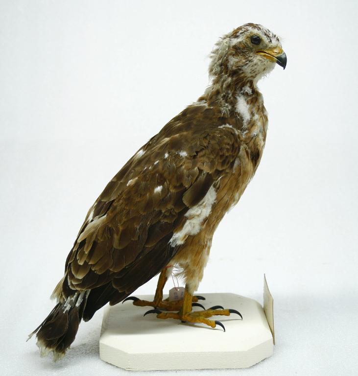 animal naturalisé : oiseau : Bondrée apivore