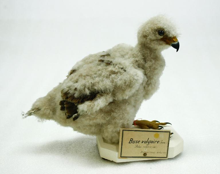 animal naturalisé : oiseau : Buse variable